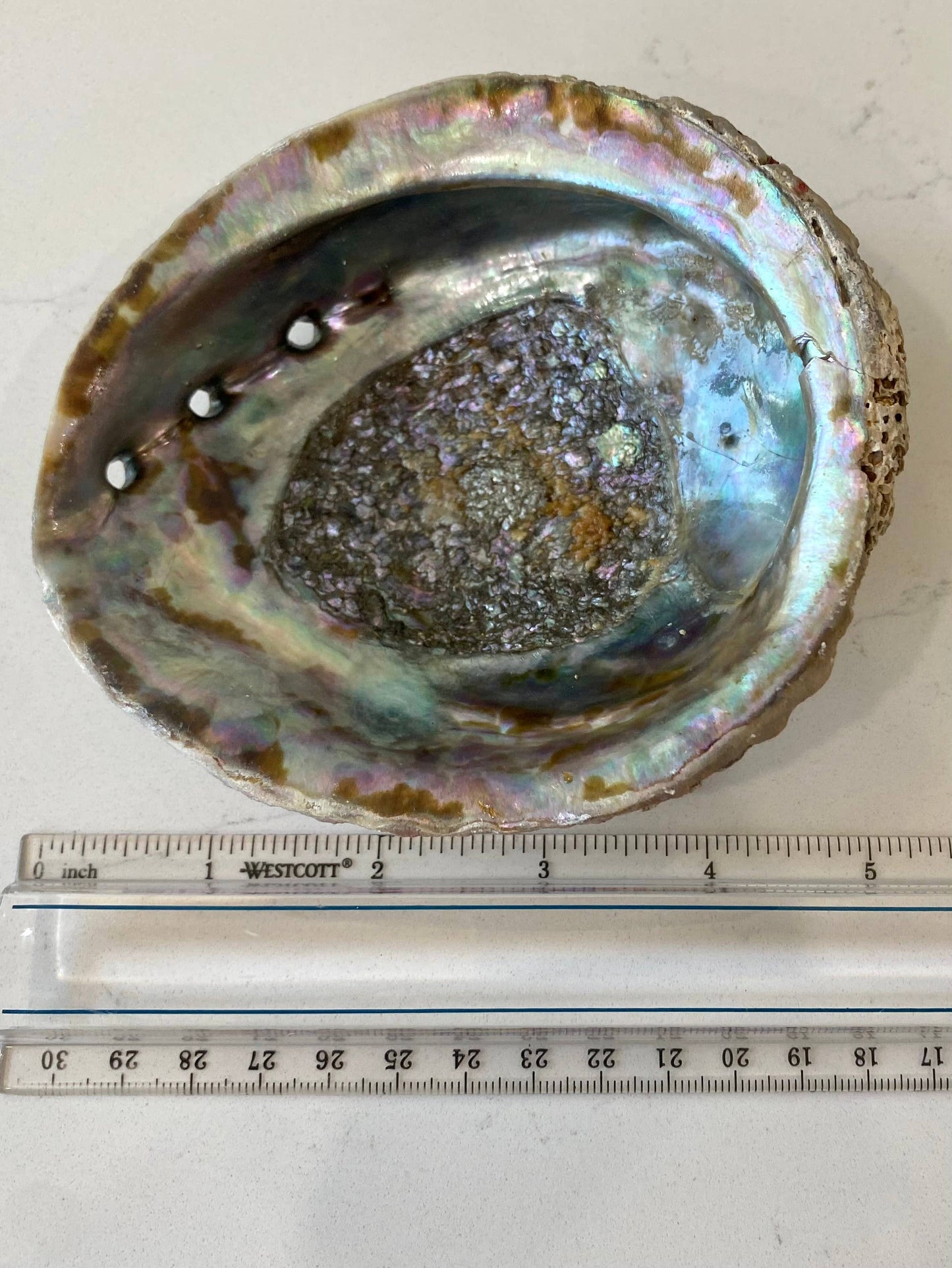 Abalone Shell Smudge Bowl